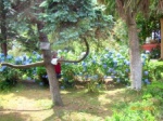 Park of the Tea Institute in Rize